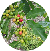 コナコーヒ写真